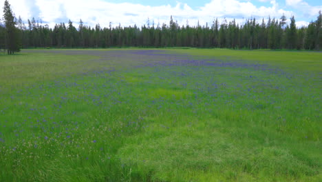 Schöne-Blumenwiese-In-Der-Naturlandschaft-Von-Montana,-Usa---Vergrößern