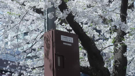 Snow-White-Sakura-Blossoms-In-Full-Bloom-In-Tokyo-Japan-Hanami-Event---medium-shot
