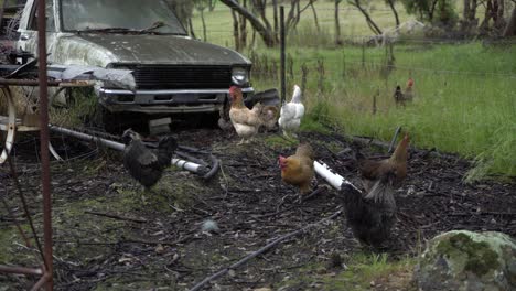 Gesunde-Hinterhofbauernhofhühner,-Die-Durch-Zaun-Rustikales-Auto-Streifen-Und-Gehen