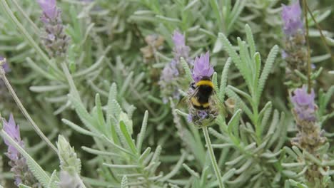 Honey-Bee-Collects-Pollen-And-Nectar-From-The-‎Lavender-Plant