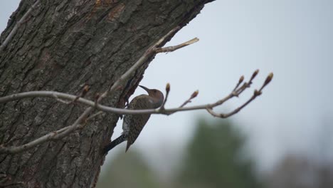 Un-Pájaro-Carpintero-Parpadeo-Del-Norte-Entra-En-Una-Cavidad-De-Nido-En-Un-árbol-Forestal,-Pájaro-Salvaje-En-Canadá