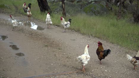 Medium-shot-wild-backyard-hens-and-roosters-on-farm-in-Australia