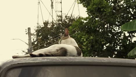 Sunbathing-alley-cat-licks-itself-clean-atop-the-roof-of-a-parked-car