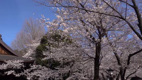 Fast-pan-to-beautiful-shrine-building-in-Yasukuni-with-Sakura-trees