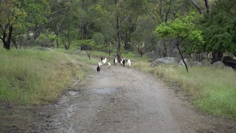 Chickens-and-roosters-running-on-dirt-road-and-flapping-wings
