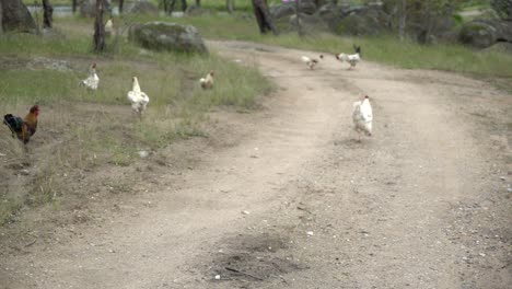 Pollos-Y-Gallos-Peleando-En-La-Naturaleza-Salvaje