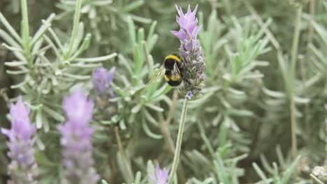 Large-Honeybee-Feeds-On-The-Lavender-Plant-And-Fly-Away