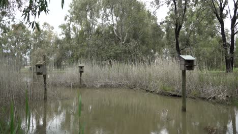 Bird-boxes-on-pond-on-windy-cloudy-day-in-nature