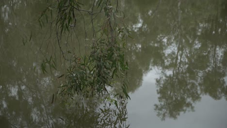 Static-shot-of-tree-branch-with-droplets-on-rain-on-reflection-of-pond