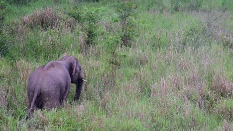 Indian-Elephant,-Elephas-maximus-indicus,-Thailand