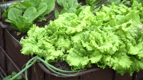 Schwenken-Sie-Rechts-Hellgrünes-Gemüse,-Nassen-Salat-Und-Aufstrebende-Zwiebeln,-Die-Lebensmittel-Anbauen
