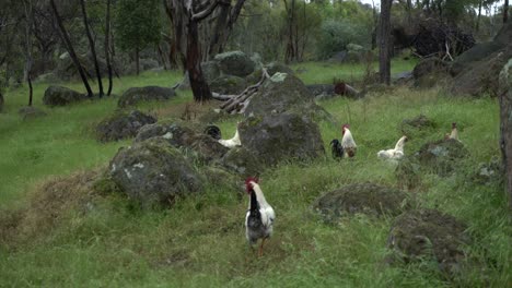 Chickens,-roosters-and-hens-roaming-the-wild-grasslands-in-Australian-farm