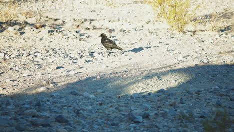 Cuervo-Negro-Solitario-Caminando-Por-Terreno-Pedregoso-En-El-Valle-De-La-Muerte-En-Un-Día-Brillante