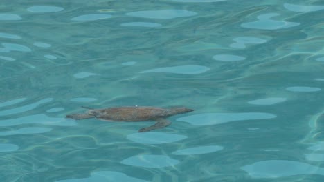Meeresschildkröten-Schwimmen-Und-Atmen-Auf-Kristallklarem-Wasser