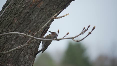 Portrait-Of-A-Wild-Northern-Flicker-Entering-Nest-In-A-Tree,-Perched-In-Falling-Snow