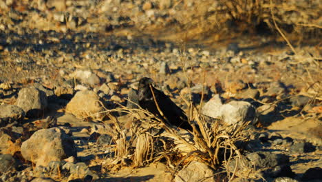 Cuervo-Negro-Solitario-Parado-Entre-Rocas-Del-Desierto-En-El-Valle-De-La-Muerte