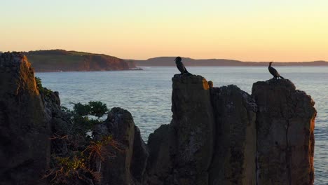 Cormorants-Nesting-On-Top-Of-Cathedral-Rocks-Near-Coastal-Town-In-Kiama-Downs,-New-South-Wales,-Australia---aerial-shot