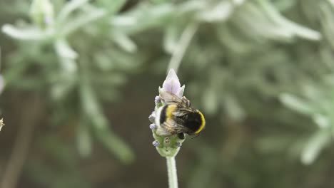 Hummel,-Die-Um-Die-Lavendelpflanze-Schwebt,-Um-Pollen-Zu-Bekommen