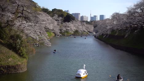 Weite-Ansicht-Des-Chidorigafuchi-grabens-Mit-Booten-Während-Der-Sakura-Am-Hellen-Tag