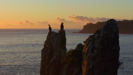 Aerial-view-of-Cormorants-nesting-on-top-of-Cathedral-Rocks-In-Kiama-Downs,-New-South-Wales,-Australia