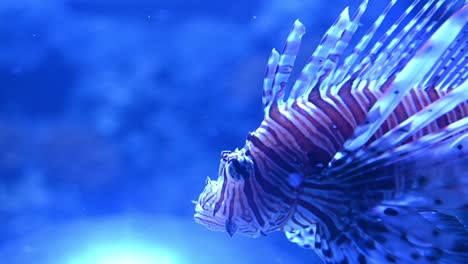 Makroaufnahme-Von-Rotfeuerfischen,-Die-Unterwasserbeleuchtung-Durch-Blaues-Neonlicht-Tauchen