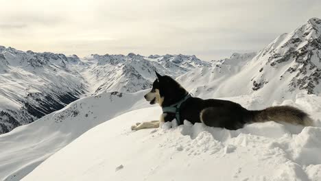 Husky-Sentado-En-La-Cima-De-Una-Montaña-En-Invierno-Disfrutando-De-La-Vista-De-La-Montaña-Y-La-Nieve-Fresca