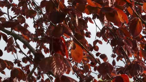 Footage-of-bright-red-leaves-of-a-Copper-beech-in-the-morning-sunlight-during-Springtime