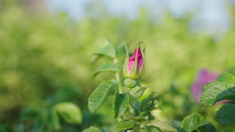 View-Of-Closed-Pink-Rose-Bud-In-Garden-With-Blurred-Background