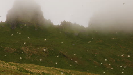 Bandada-De-Pájaros-Blancos-Volando-En-Clima-Brumoso-En-Hornstrandir,-Islandia---Estático