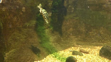 Kleine-Meeresschildkröten-Tauchen-In-Klarem-Wasser-Mit-Felsen-Und-Wasserpflanzen