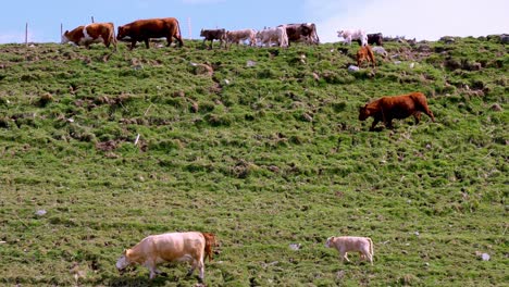 A-herd-of-cows-with-calves-walk-across-a-rough-hilly-field
