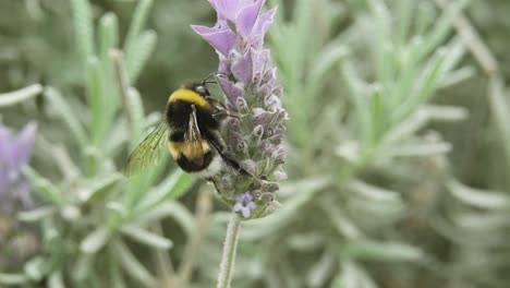 Honeybee-Collecting-Pollen-As-Food-On-A-Lavender-Plant
