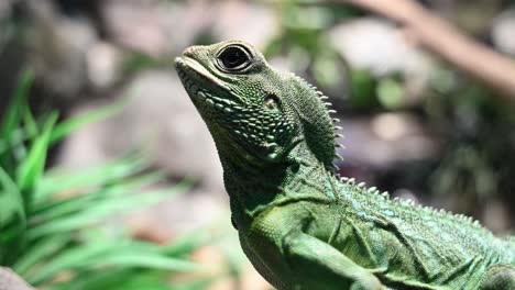Close-up-of-majestic-Chinese-water-dragon-in-green-color-enjoying-sunlight
