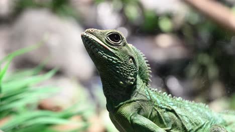 Green-Chinese-water-dragon-in-Focus-relaxing-outdoors-during-sunny-day-in-wilderness