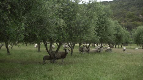 Ram-and-lamb-family-under-olive-tree-walking-away
