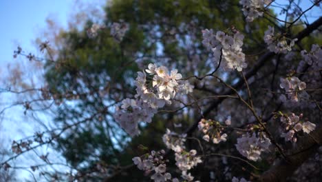 Beautiful-close-up-bokeh-sakura-tree-softly-waving-in-wind