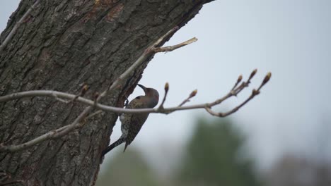 Portrait-Of-A-Northern-Flicker-Bird-Exiting-A-Nest-Cavity-In-A-Tree,-Wild-Woodpecker
