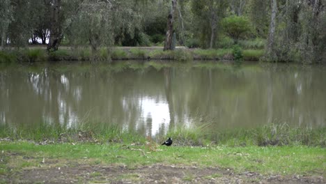 Magpie-in-nature-in-front-of-pond-on-cloudy-windy-day