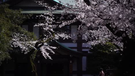 Schöne-Sakura-kirschblütenblätter,-Die-In-Park-In-Japan-Fallen