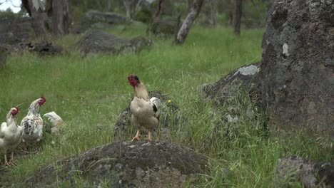 Wild-chicken-standing-on-rock-with-healthy-backyard-farm-roosters