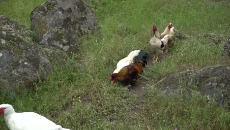 Goose-scaring-away-chickens-in-nature-Australian-animals-in-wild-grasslands