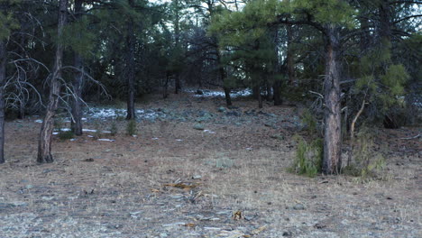 Low-altitude-drone-backward-movement-through-Coconino-National-Forest-in-winter-time