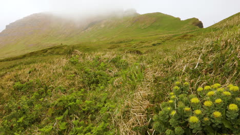 Relajante-Paisaje-Natural-De-Hornstrandir,-Fiordos-Del-Oeste,-Islandia---Estático