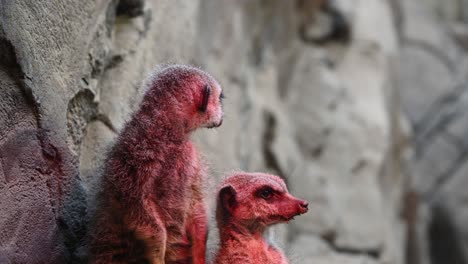 Couple-of-Red-colored-meerkats-resting-in-wilderness-and-observing-area,close-up