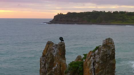 Orbiting-Aerial-view-of-Cormorant-on-top-of-Cathedral-Rocks-by-the-Ocean-at-Sunrise,-NSW-Australia