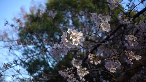 Schöne-Nahaufnahme-Von-Sakura-Blume-Mit-Hintergrundunschärfe,-Die-Sanft-Im-Wind-Weht