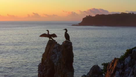 Aerial-view-of-Cormorants-guarding-the-nest-at-Cathedral-Rocks-In-Kiama-Downs-at-Sunrise,-New-South-Wales,-Australia