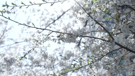 Blühende-Sakura-Mit-Hintergrundbeleuchtung-Sonnenlicht-In-Tokio,-Japan