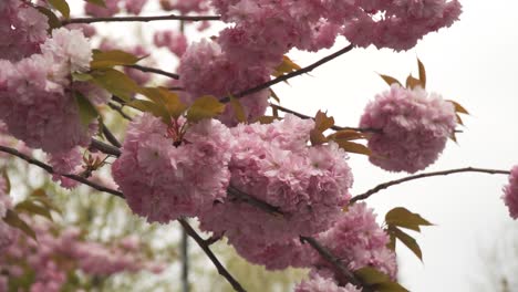 Japanische-Blühende-Kirsche-Nahaufnahme-Von-Rosafarbenem,-Buntem-Baumzweig,-Bewölkt,-Launisches-Wetter,-April