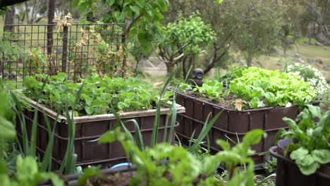 Slow-pan-right-of-vegetable-growing-garden-with-bird-on-fence,-bright-green-food